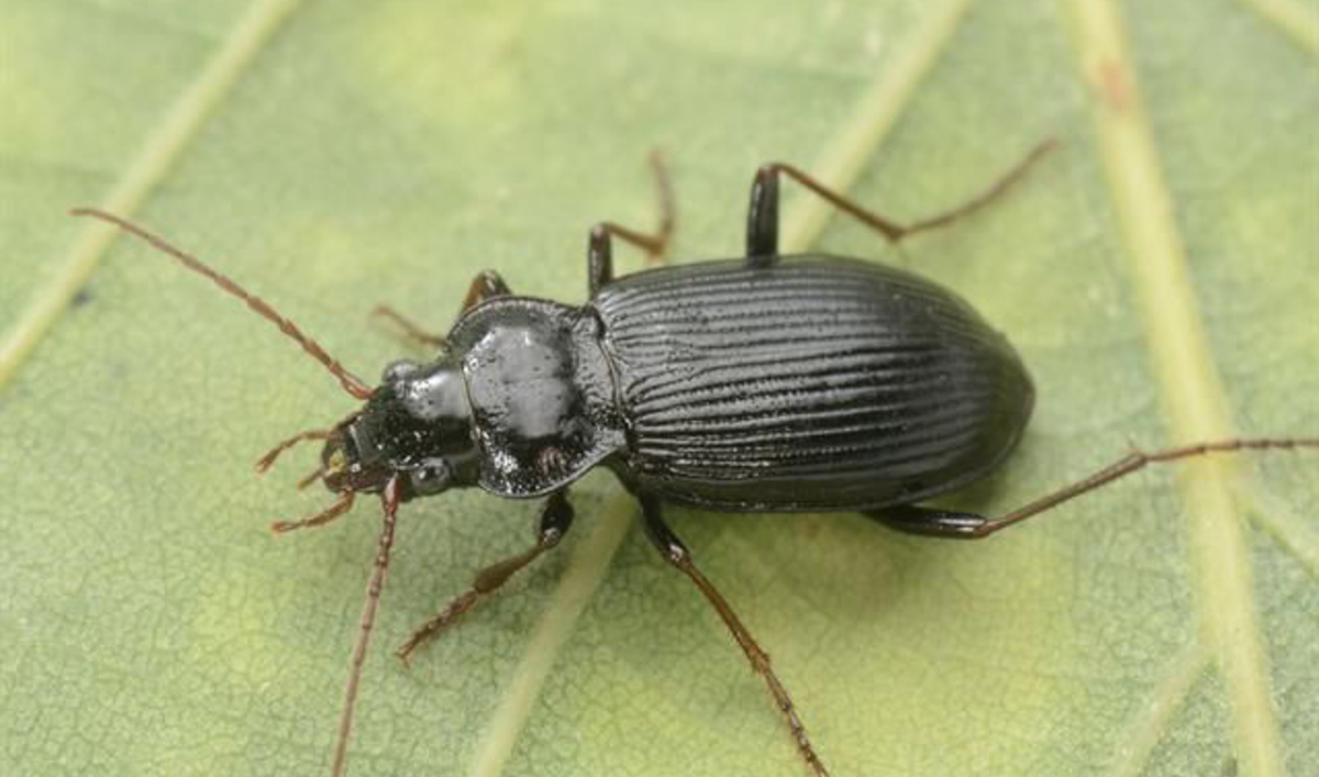 Small bugs with big consequences Small bugs with big consequences
